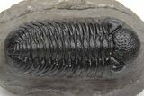 Detailed Morocops Trilobite - Very Large For Species #230484-3